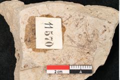 Foto (Detailansicht) von Plantae indet.  (NHMW-GEO-2024-0188-11570)